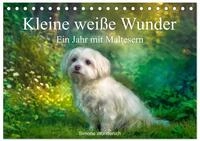 Kleine wei&szlig;e Wunder - ein Jahr mit Maltesern (Tischkalender 2027 DIN A5 quer),