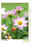 CALVENDO Puzzle Dahlien | 1000 Teile Lege-Gr&ouml;&szlig;e 48 x 64 cm Foto-Puzzle f&uuml;r