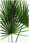 Komar Wandbild | Palmtree Leaves | Poster, Bild, Wohnzimmer, Schlafzimmer,