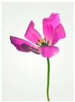 Komar Wandbild | Tulip | Poster, Bild, Wohnzimmer, Schlafzimmer, Dekoration,