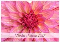 Kalender 2027 &middot; Dahlien-Kronen | Die Bl&uuml;ten von Dahlien in strahlend sch&ouml;nen