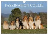 Kalender 2027 &middot; Faszination Collie 2027 | Auf 13 wundersch&ouml;nen Fotos werden Collies