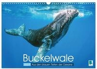 Kalender 2027 &middot; Buckelwale: Aus den blauen Tiefen der Ozeane | Der Wal:...