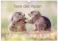 Kalender 2027 &middot; Tiere der Alpen - Murmeltier-Kinder | Herzige Bilder vom