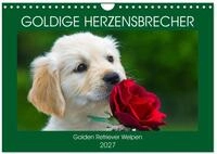 Kalender 2027 &middot; Goldige Herzensbrecher - Golden Retriever Welpen | Entz&uuml;ckende