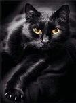 Pracht Creatives Hobby Diamond Painting Set, Bild mit Motiv Schwarze Katze und