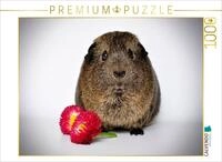 Puzzle &middot; Ein Motiv aus dem Kalender Meerschweinchen - so s&uuml;&szlig; | 1000 Teile &middot;