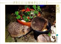 Puzzle &middot; EIN Motiv aus dem Kalender Meine Igel | 1000 Teile &middot; Lege-Gr&ouml;&szlig;e 64...