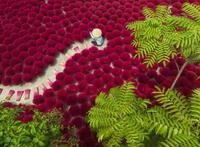 Erwachsenenpuzzle 500 Teile - EIN Meer aus Rot