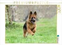 CALVENDO Puzzle Sch&auml;ferh&uuml;ndin | 1000 Teile Lege-Gr&ouml;&szlig;e 64 x 48 cm...