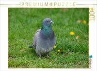 Puzzle &middot; Taube auf der Wiese | Wildv&ouml;gel und V&ouml;gel &middot; 1000 Teile &middot;...