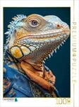 CALVENDO Puzzle Leguan leger | 1000 Teile Lege-Gr&ouml;&szlig;e 64 x 48 cm Foto-Puzzle...