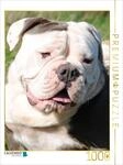Puzzle &middot; Englische Bulldogge | Rose &middot; 1000 Teile &middot; Lege-Gr&ouml;&szlig;e 64 &times; 48 cm &middot;