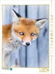 CALVENDO Puzzle Fuchswelpen Portrait | 1000 Teile Lege-Gr&ouml;&szlig;e 64 x 48 cm...