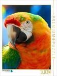 CALVENDO Puzzle Farbenpr&auml;chtiger Regenbogenara | 1000 Teile Lege-Gr&ouml;&szlig;e 64 x...