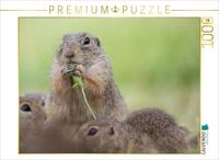 CALVENDO Puzzle Ziesel isst Blume | 1000 Teile Lege-Gr&ouml;&szlig;e 64 x 48 cm...