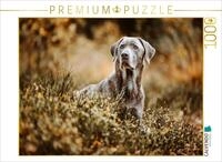 Puzzle &middot; Labrador Retriever im Wald | Sanfter Riese im Sp&auml;tsommer &middot; W&uuml;rde in