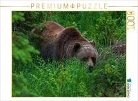 Puzzle &middot; B&auml;r im Gr&uuml;nen | Grizzlyb&auml;r in Glendale Cove Fjord, Kanada &middot; 1000...