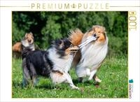 CALVENDO Puzzle Collies sind verspielt | 1000 Teile Lege-Gr&ouml;&szlig;e 64 x 48 cm