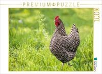 CALVENDO Puzzle Plymouth Rock Huhn auf gr&uuml;ner Wiese | 1000 Teile Lege-Gr&ouml;&szlig;e...