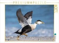 CALVENDO Puzzle Eiderente (Eider Duck) | 1000 Teile Lege-Gr&ouml;&szlig;e 64 x 48 cm