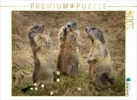CALVENDO Puzzle Murmeltierversammlung | 1000 Teile Lege-Gr&ouml;&szlig;e 64 x 48 cm