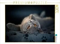 Puzzle &middot; EIN Motiv aus dem Kalender B&auml;rige Schmusetiger | Britisch Kurzhaar /