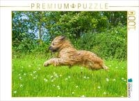 Puzzle &middot; Mit Volldampf unterwegs - Briard | 1000 Teile &middot; Lege-Gr&ouml;&szlig;e 64 &times;...