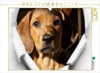 Puzzle &middot; Rhodesian Ridgeback - eine Liebe f&uuml;rs Leben | Schau mir in die Augen &middot;