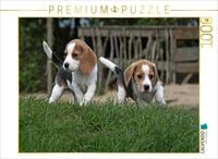 Puzzle &middot; Beagle-Welpen | 1000 Teile &middot; Lege-Gr&ouml;&szlig;e 64 &times; 48 cm &middot; CALVENDO Puzzle