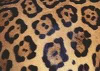 Ravensburger Puzzle 12000586 - Animal Print - 1000 Teile Puzzle f&uuml;r Erwachsene und