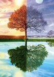 Schmidt Spiele 58223 Puzzle Jahreszeiten Baum, 500 Teile Puzzle