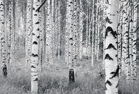 Komar Vlies Fototapete "Woods", 400 x 270 cm, 8 Bahnen