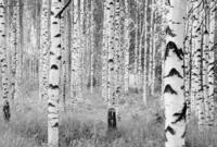 Komar Vlies Fototapete WOODS | 368 x 248 cm | Tapete, Wand, Dekoration, Wandbelag,