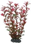 Hobby Ludwigia, 25 cm
