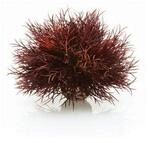 biOrb 46077 Aquarien Seelilie, dunkelrot &ndash; kleine Aquariumdekoration, naturnahe