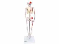 3B Scientific Menschliche Anatomie - Mini-Skelettmodell mit Muskelbemalung +