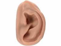 3B Scientific N15/1R Akupunkturmodell für das rechte Ohr