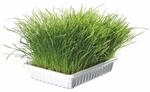 TX-4235 Cat Grass bowl 100Gr