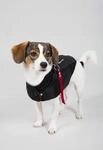 Alpha Industries Dog MA-1 Nylon Flight Jacket Fliegerjacke f&uuml;r Hunde Black