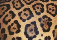 Ravensburger Puzzle - Animal Print - Challenge Puzzle 1000 Teile
