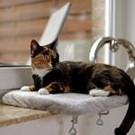 lionto Fensterliege f&uuml;r Katzen, weiches Katzenbett, bis 15 kg, Hellgrau