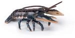 Papo- Homard The Universum Marin Figur, 56052, Mehrfarbig