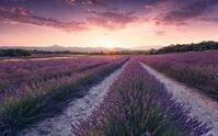 Komar Vlies Fototapete LAVENDER DREAM | Tapete, XXL, Dekoration, Natur, Landschaft,