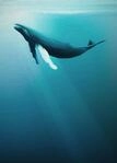 Komar Vlies Fototapete - Artsy Humpback Whale - Gr&ouml;&szlig;e: 200 x 280 cm (Breite x