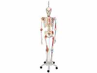3B Scientific Menschliche Anatomie Skelett Sam -mit Muskeldarstellung,