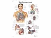 3B Scientific Lehrtafel - Das Atmungssystem