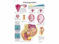 3B Scientific Lehrtafel laminiert - Schwangerschaft
