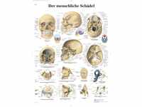3B Scientific Lehrtafel laminiert - Der menschliche Schädel, VR0131L
