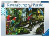 Ravensburger Puzzle 17111 - Bunte Papageien im Dschungel - 2000 Teile Puzzle...